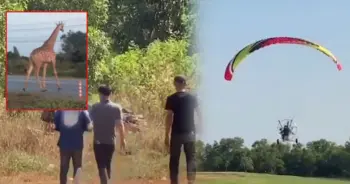 ยีราฟ หลุด