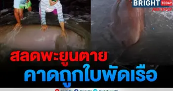 พะยูน