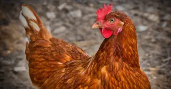ฝันเห็นไก่