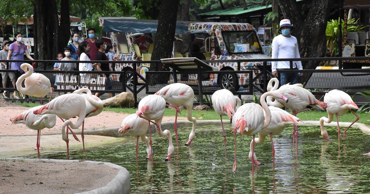 Khao Kheow Open Zoo