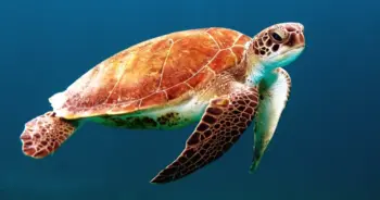 dream-turtle