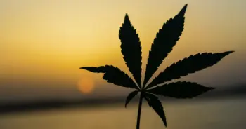 moph-marijuanaปก