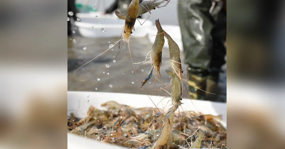 กุ้งแช่แข็ง