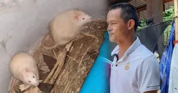 หนูนา น้องชมพู่ ลุงพล