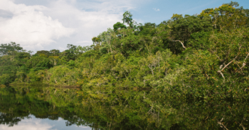 brazil-amazon-rainforestปก