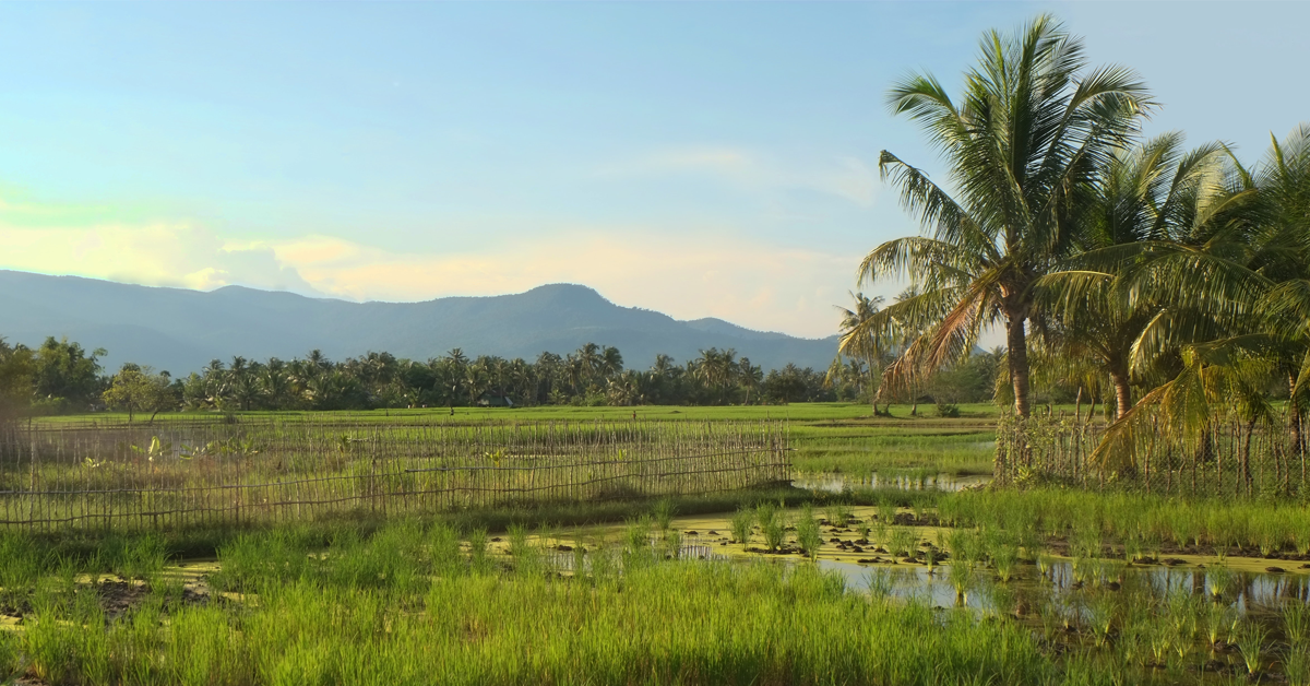 cambodia-rice-exportationปก