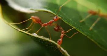 dream-ant