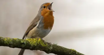 dream-bird