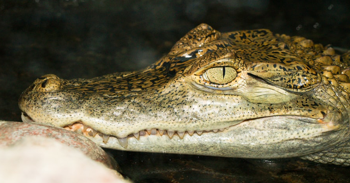 ream-crocodile