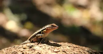 dream-lizard