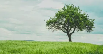 dream-tree