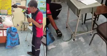 งูเขียว