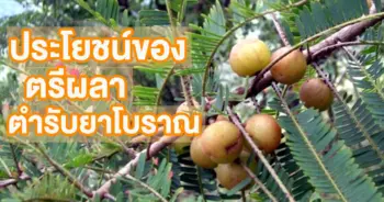 ตรีผลา