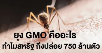 ยุง GMO