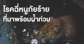 โรคฉี่หนู