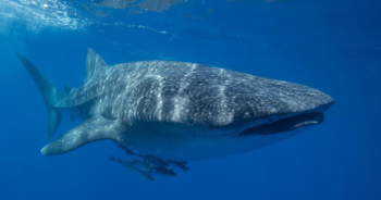 australia-380-whales-deathปก