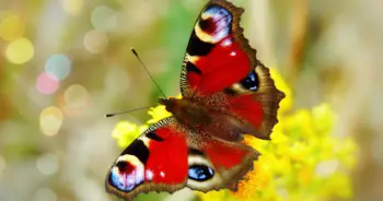 dream-butterfly