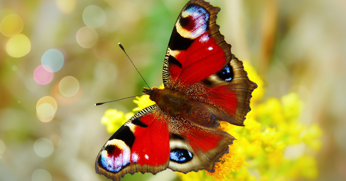 dream-butterfly