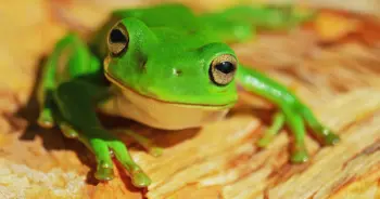 dream-frog