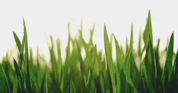 dream-grass