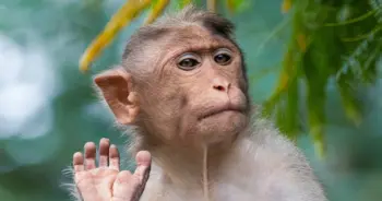 dream-monkey