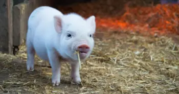 dream-pig