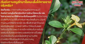 ต้นอังกาบหนูรักษามะเร็ง