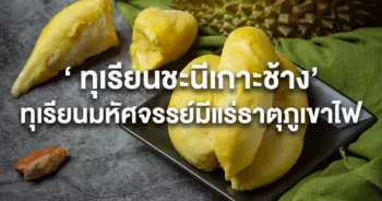 ทุเรียนชะนีเกาะช้าง