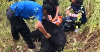 หมีควาย