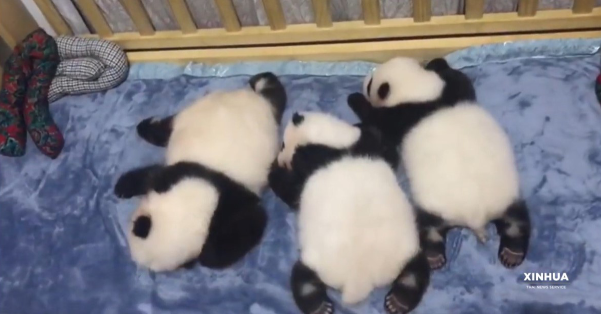 china-panda-babyปก
