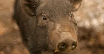 dream-boar