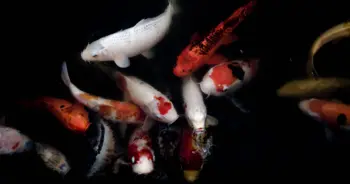 dream-carp