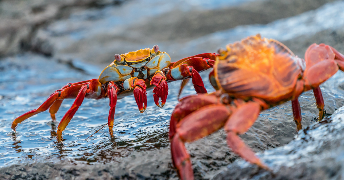 dream-crab