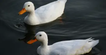 dream-duck