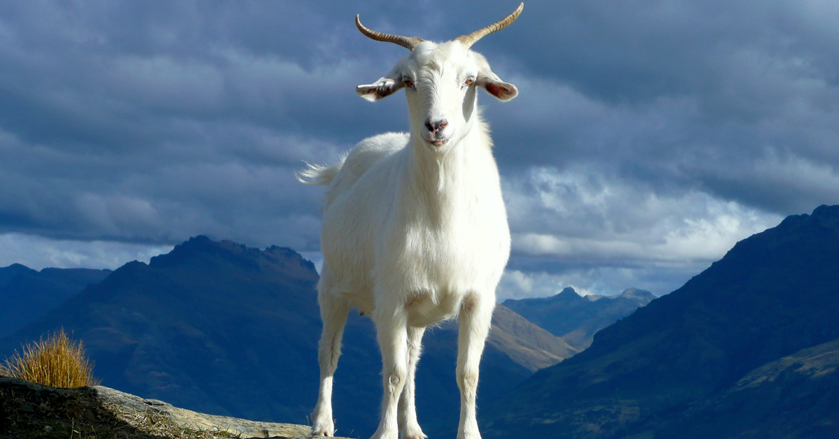 dream-goat
