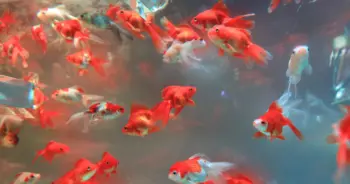 dream-gold-fish