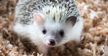 dream-porcupine