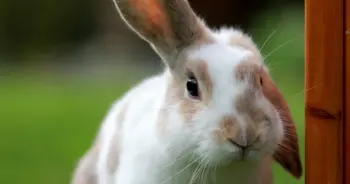 dream-rabbit