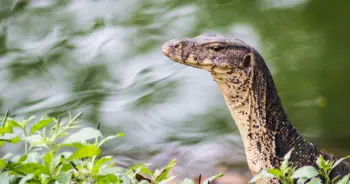 dream-water-monitor-lizard