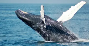 dream-whale