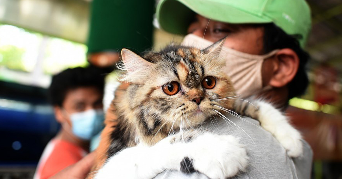 indonesia-free-vaccine-for-petsปก