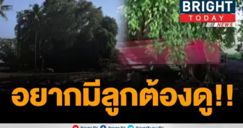 พบต้นไทรศักดิ์สิทธิ์