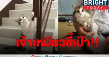 ทาสแมวต้องดู!