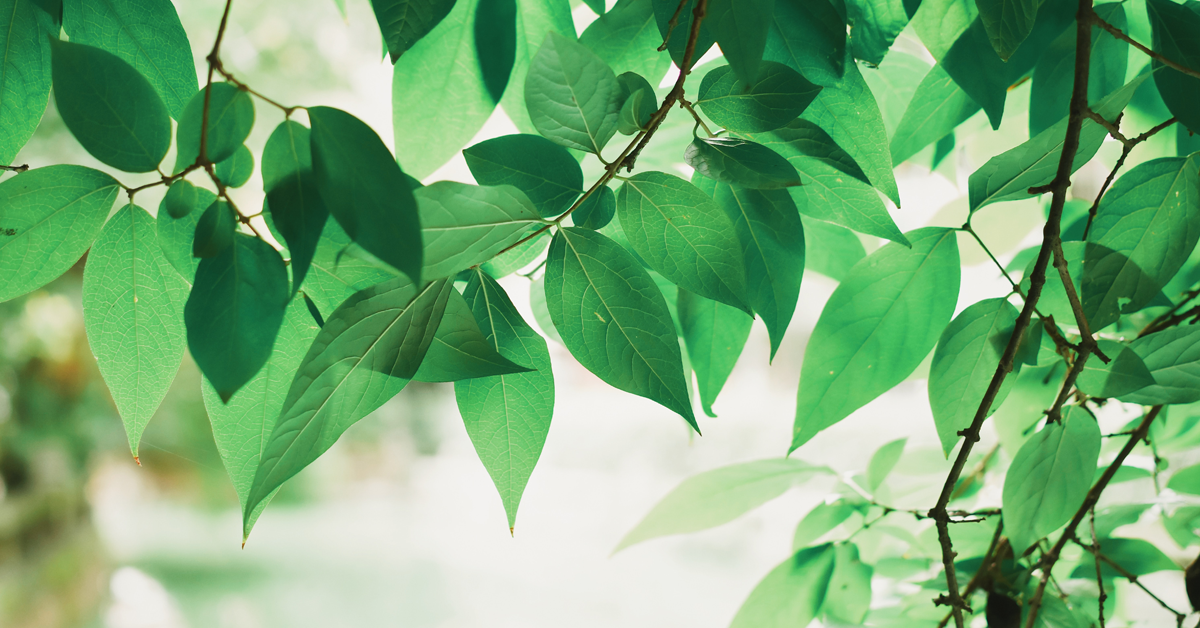 dream-leaf