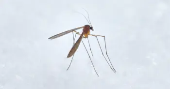 dream-mosquito