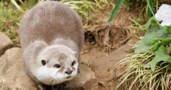 dream-otter