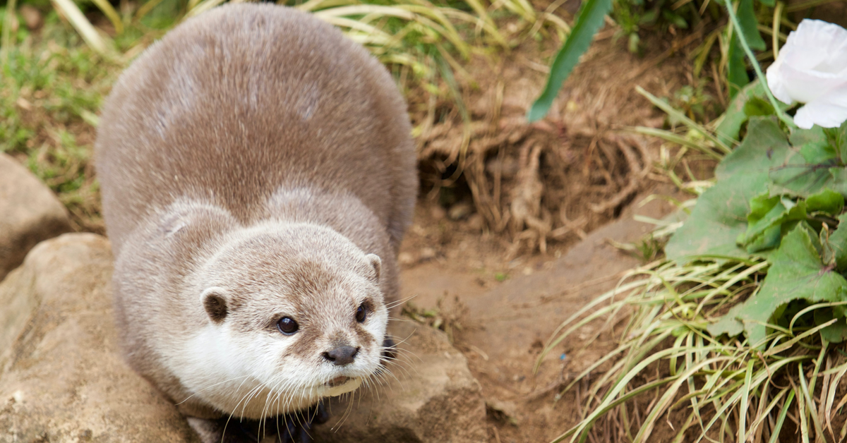 dream-otter