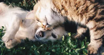 dream-pet