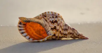 dream-shell