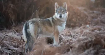dream-wolf